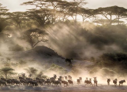 14 Days (Western Serengeti Migration) - Arusha, Tarangire, Lake Manyara, Lake Natron, Serengeti, Ngorongoro Crater and Lake Eyasi