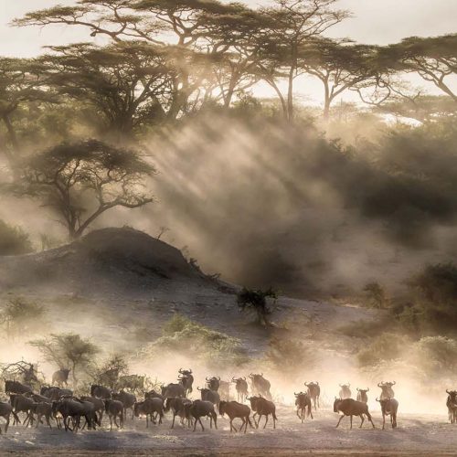 14 Days (Western Serengeti Migration) - Arusha, Tarangire, Lake Manyara, Lake Natron, Serengeti, Ngorongoro Crater and Lake Eyasi