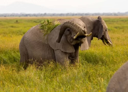 Ruaha National Park