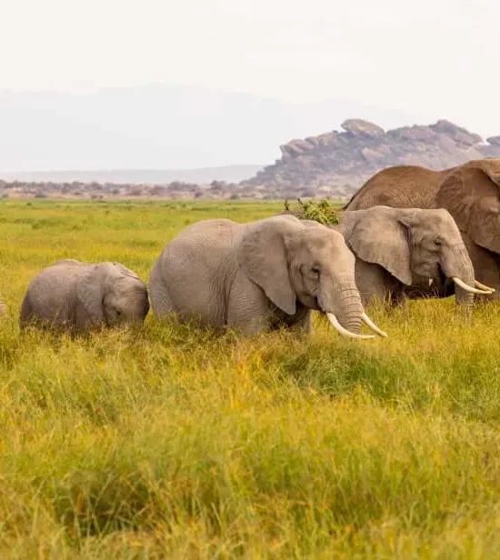 Discovery Tarangire