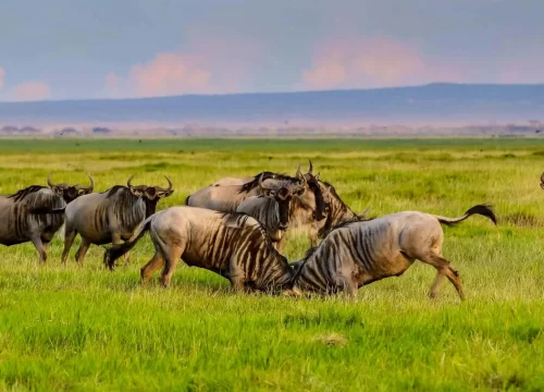 Wildebeest Migration Safari