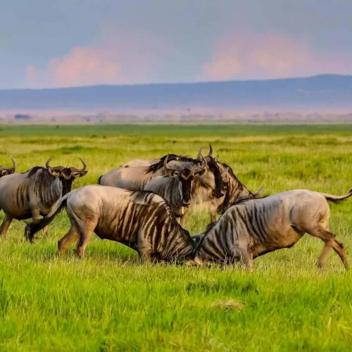 Wildebeest Migration Safari