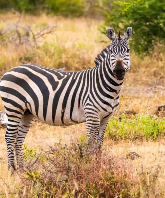 Discovery Lake Manyara