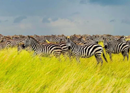 7 Days (Western Serengeti Migration) - Tarangire, Serengeti and Ngorongoro Crater DURATION - 7 DAYS