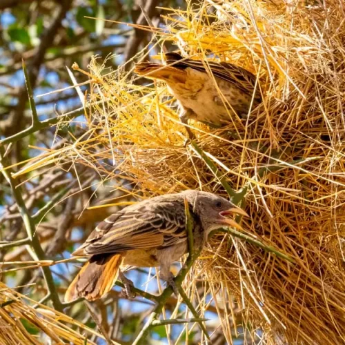 13 DAYS Tanzania ultimate safari's Serengeti, Ngorongoro, and Tarangire together with cultural activities