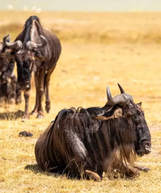 Discovery Serengeti