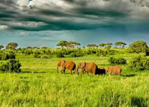 4 - Days Ngorongoro Serengeti via Olduvai George