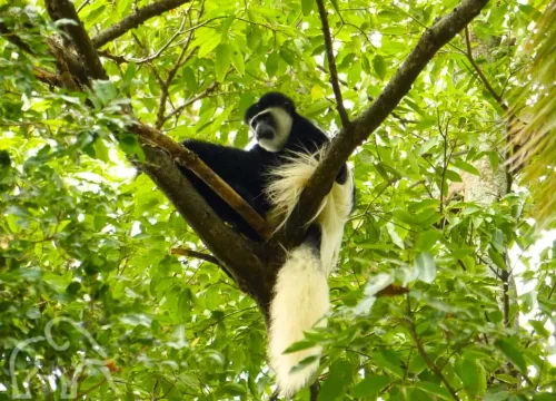 Safari in National Parks