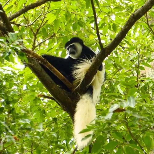 Safari in National Parks