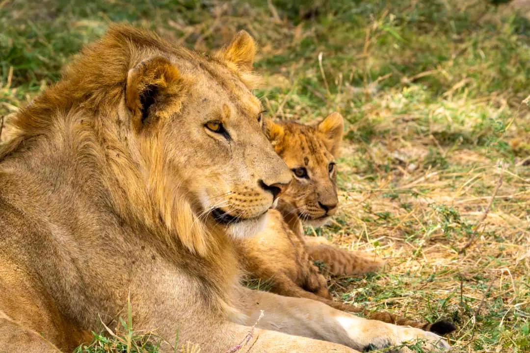 Ruaha National Park