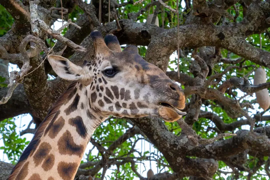 Arusha National Park