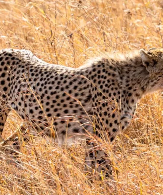 Discovery Ngorongoro