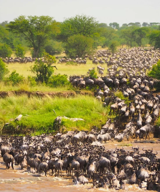 Great Wildebeest Migration