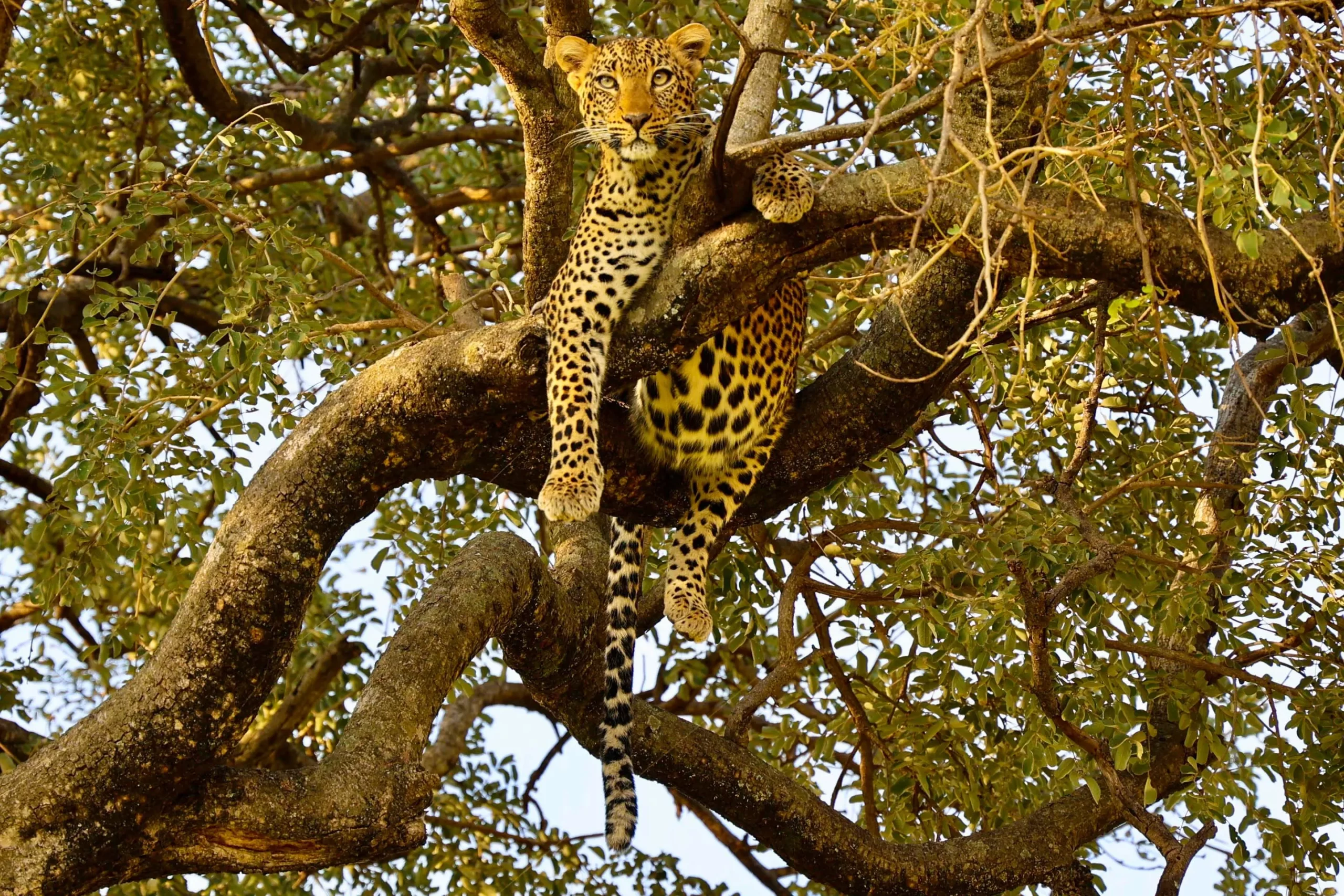 4 Days Luxury Safari - Geovannah Tanzania Adventures