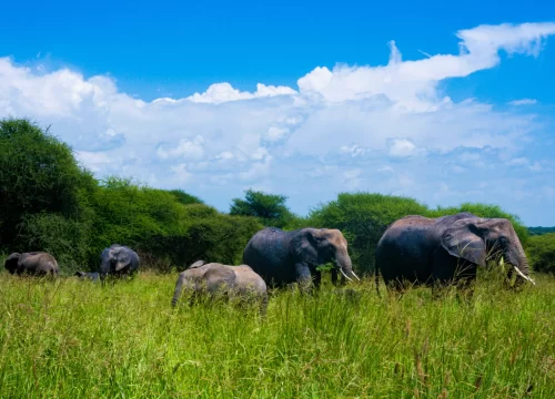 Why Choose Geovannah Tanzania Adventures for Your Dream Safari