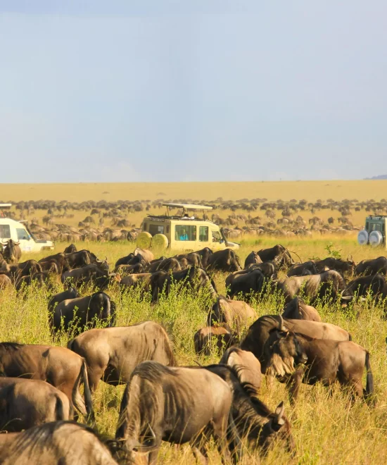 Safari Tours