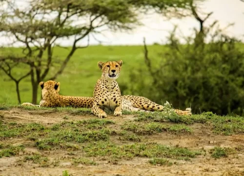 10-Day Tanzania Safari Adventure: Explore Ngorongoro, Serengeti and Beyond!