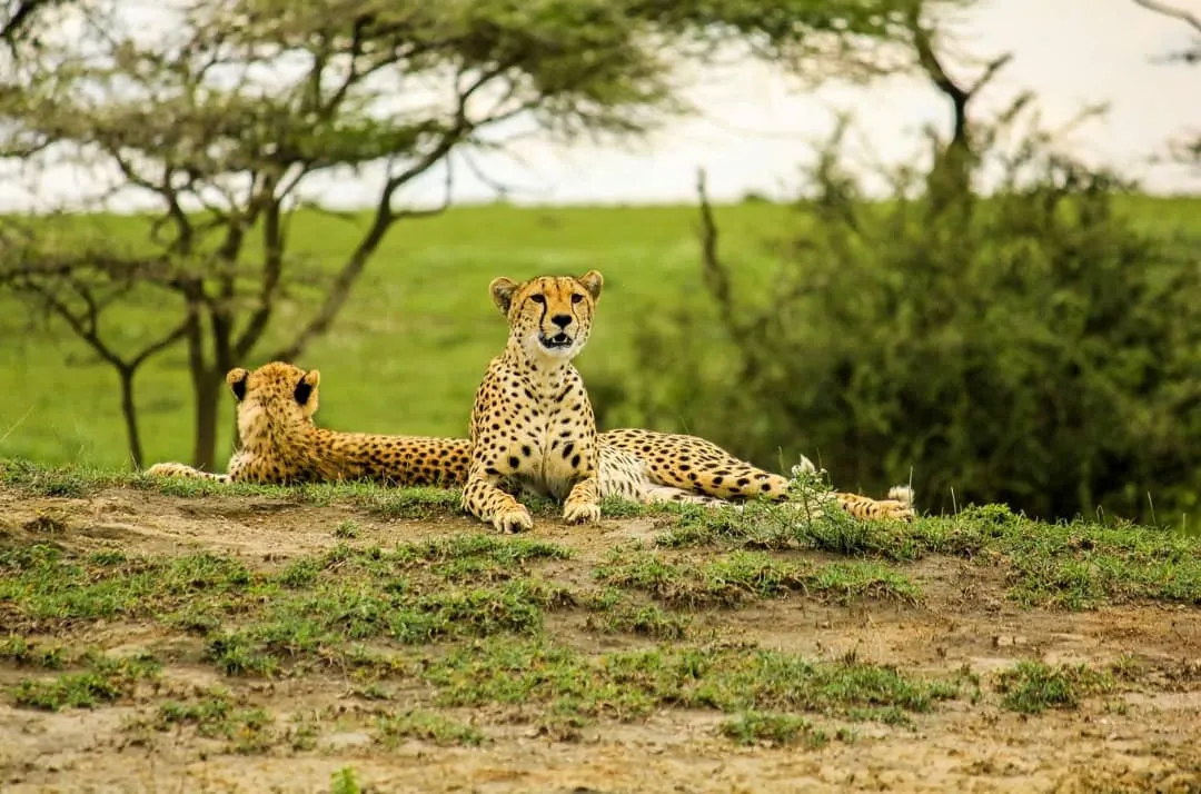 10-Day Tanzania Safari Adventure: Explore Ngorongoro, Serengeti and Beyond!