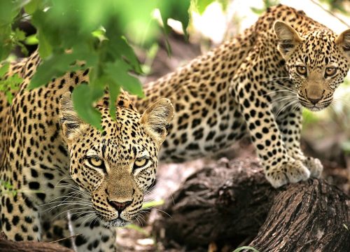 7-Day Wildlife Extravaganza: Discover Tanzania's Top National Parks with Geovannah Tanzania Adventures