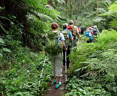 "A Peaceful Path to the Summit: Geovannah Tanzania Adventures Offers the Serene Rongai Route for 7 Days of Kilimanjaro Bliss"