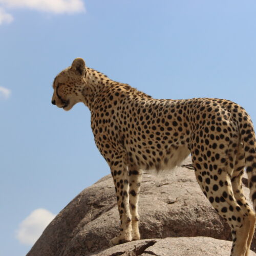 • Geovannah Tanzania Adventures: 10 Days of Romantic Safari Bliss for Honeymooners