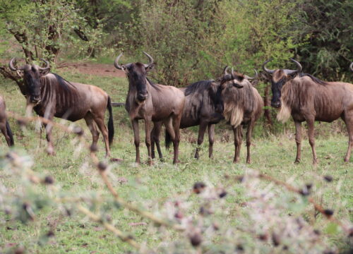 7 DAYS Western Serengeti Wildebeests Migration May-July