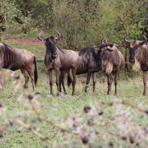 7 DAYS Western Serengeti Wildebeests Migration May-July