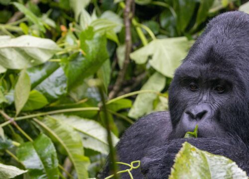Bwindi Impenetrable Forest