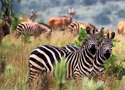 Akagera National Park
