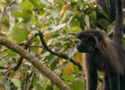 Kibale National Park