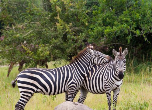 Lake Mburo National Park