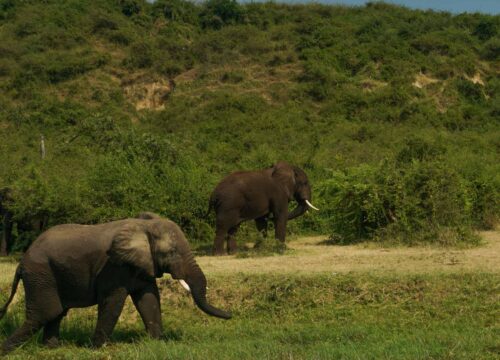 Queen Elizabeth National Park