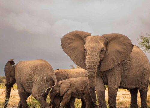 Kruger National Park